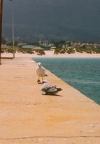 A seagull