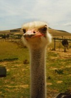 an ostrich