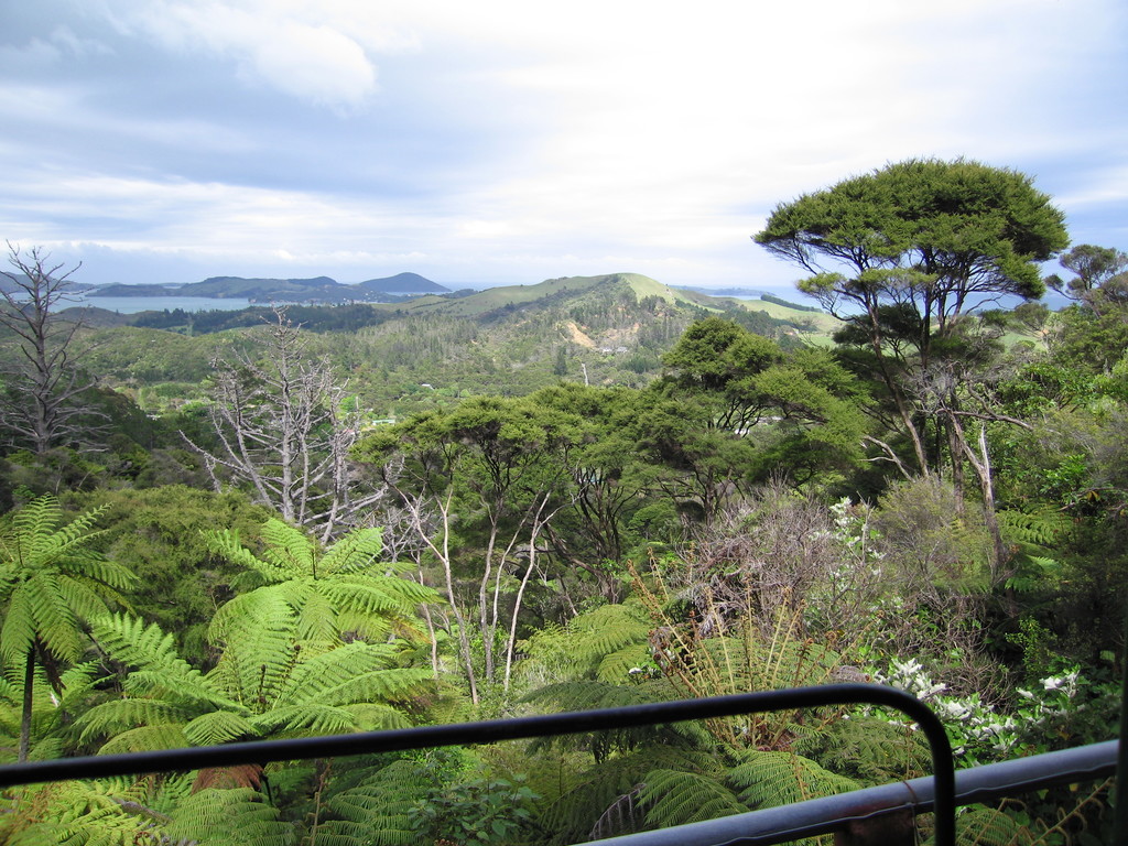 View from (almost) the top, with a variety of young, native trees.