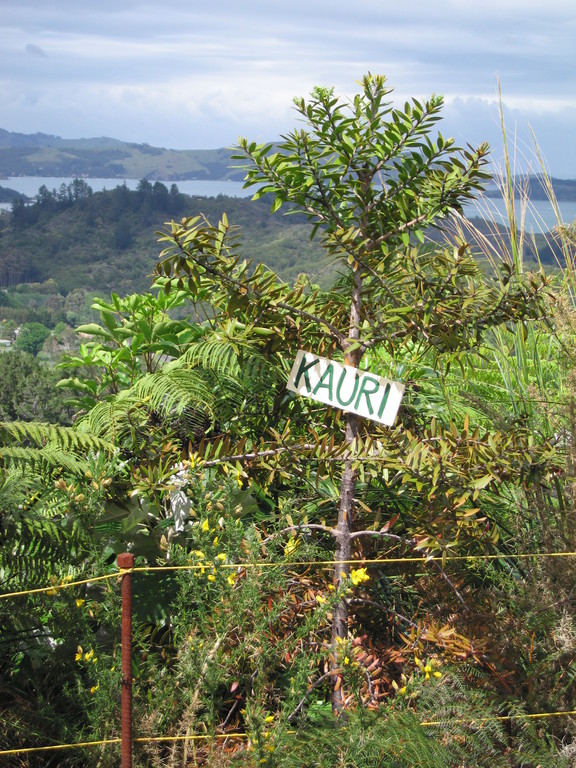 A young Kauri tree (at most some tens of years old). Kauri trees can become extremely old and large, and were traditionally used for Maori wakas.