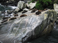 Look! Tourists! (surprisingly, the seals don't seem to care nearly as much)