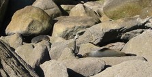 Seals on Tonga Island