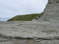 Rocky shore in Kaikoura; the world famous seal colony densely populates the area and hustles in front of the tourist's camera.