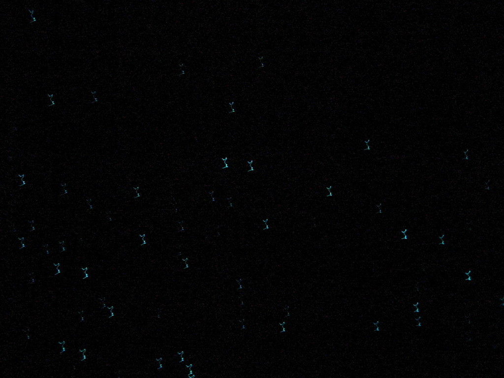 Glowworm cave in Waitomo - the curves instead of dots are camera shake artifacts.