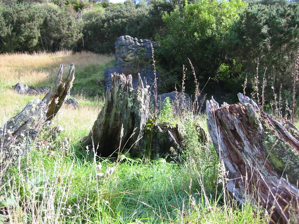 interesting wood and rocks