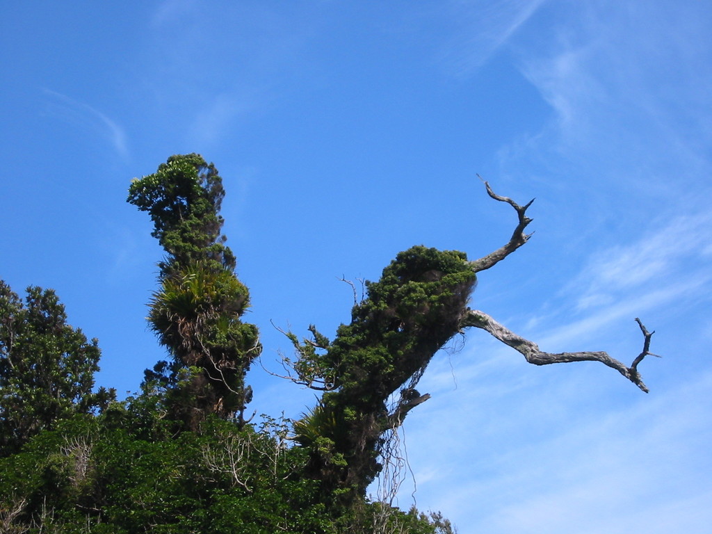 interesting dead tree