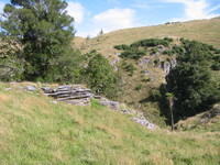 above a cave in Waitomo, with some typical pancake rock