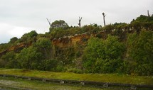 vegetation near Knights Point, on the west coast